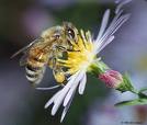 Lebah Madu Sedang Mencari Makanan